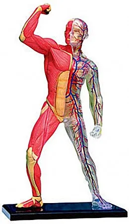 saude bucal e o corpo